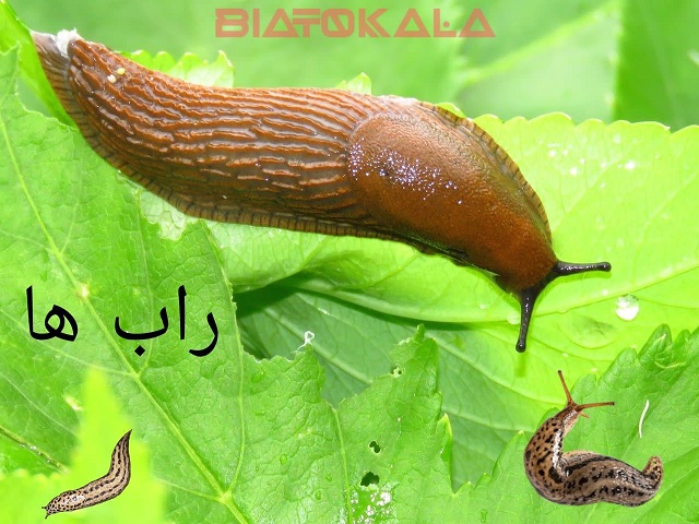راب و افات انگور